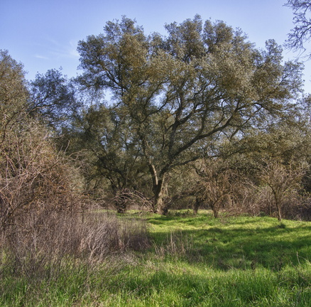 Oak trees near the American River